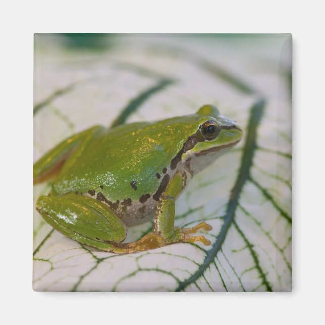 Aimant Grenouille arboricole du Pacifique sur des fleurs  (Devant)