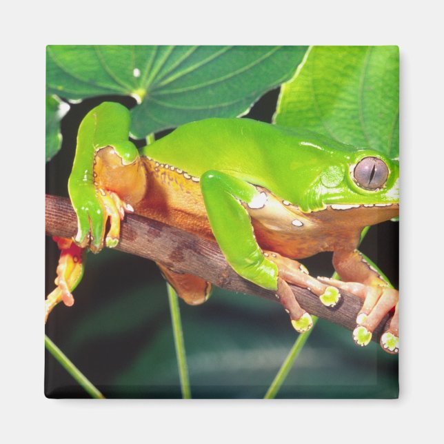 Aimant Grenouille arboricole singe bicolore, Phyllomedusa (Devant)