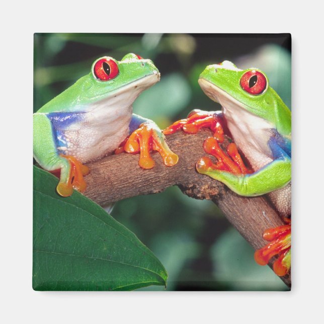 Aimant Grenouille aux yeux rouges, Agalychinis callidryas (Devant)
