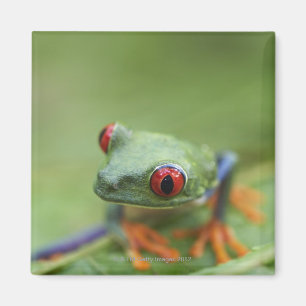 Aimant Grenouille aux yeux rouges (Agalychnis callidryas)