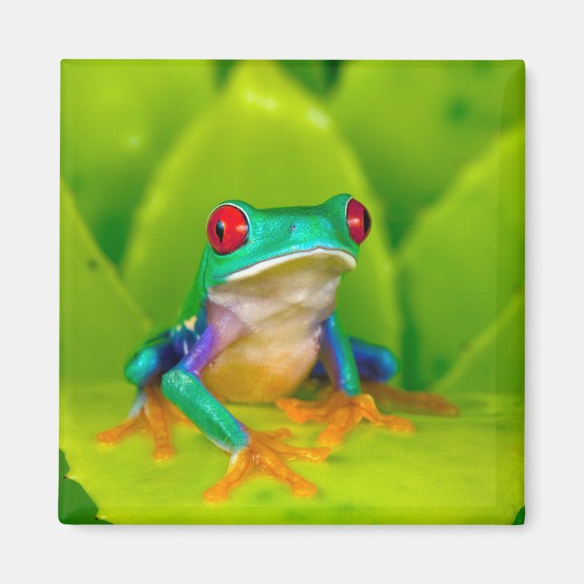 Aimant Grenouille aux yeux rouges, Costa Rica (Devant)