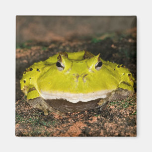 Aimant Grenouille cornu du Brésil, Ceratophrys cornuta, 2