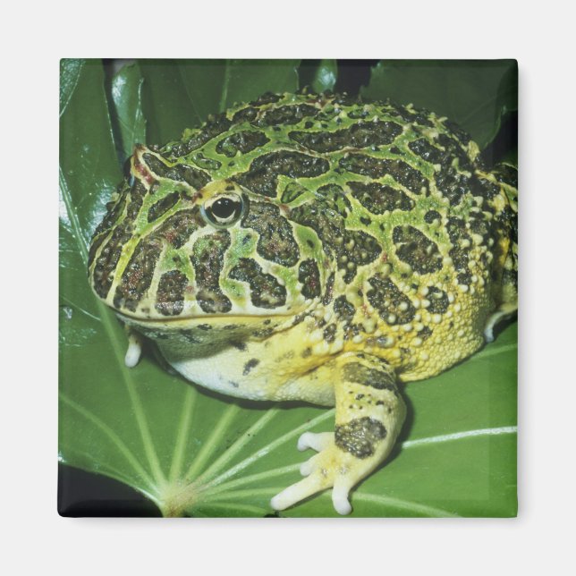 Aimant Grenouille cornu orné, (Ceratophrys ornata), (Devant)