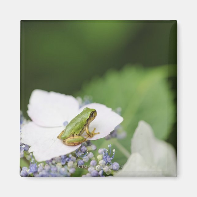 Aimant Grenouille d'arbre assise sur une Hydrangée, Hyogo (Devant)