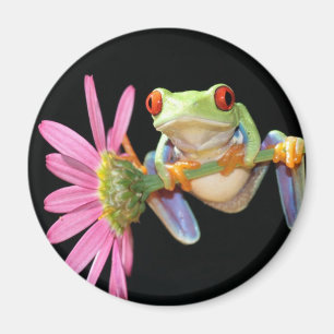 Aimant grenouille d'arbre observée par rouge