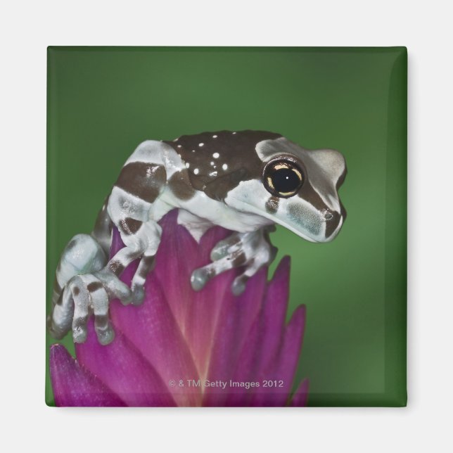 Aimant Grenouille de lait, Trachycephalus resinifictrix (Devant)