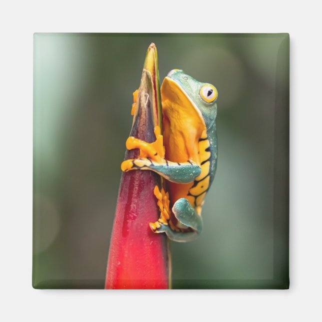 Aimant Grenouille de singe à pattes de tigre Vert Orange (Devant)