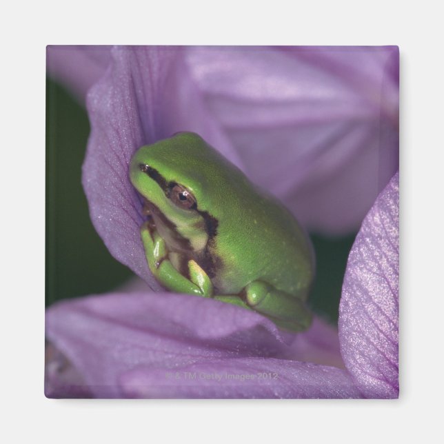 Aimant Grenouille des arbres de White (Devant)