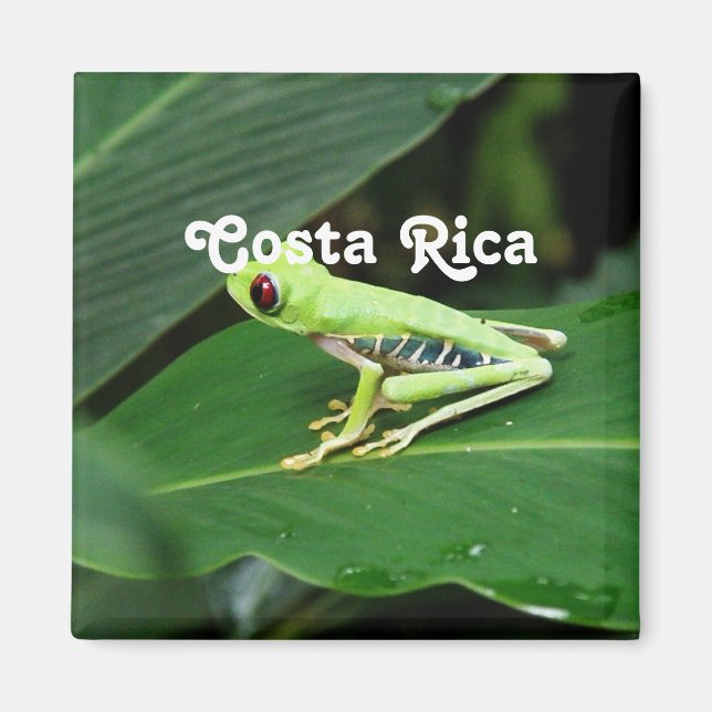 Aimant Grenouille des arbres du Costa Rica (Devant)