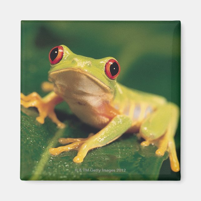 Aimant Grenouille des yeux rouges (Devant)