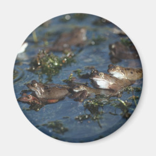 Aimant Grenouille drôle