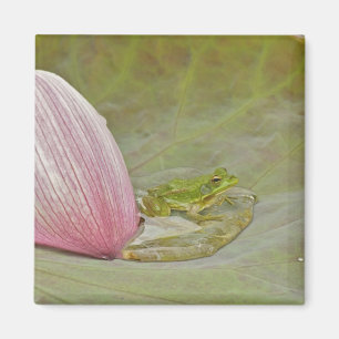 Aimant Grenouille et pétale de fleur de lotus, Chine,