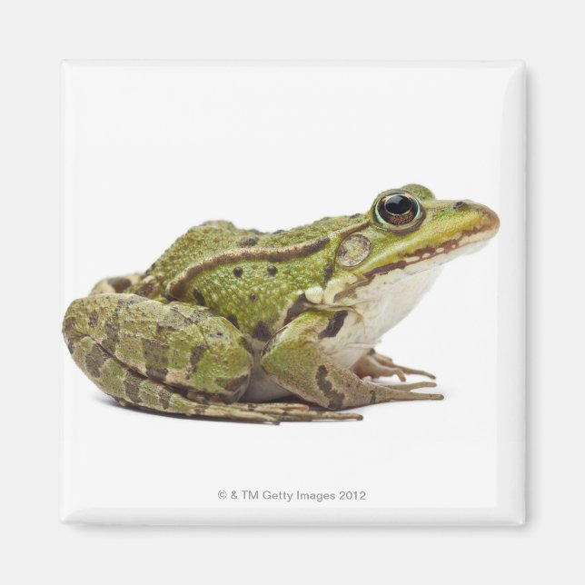 Aimant Grenouille européenne commune ou grenouille comest (Devant)