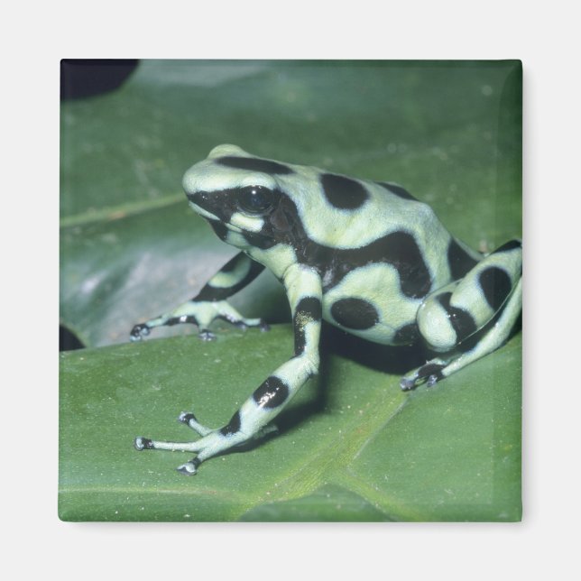 Aimant Grenouille flèche empoisonnée, (Dendrobates auratu (Devant)