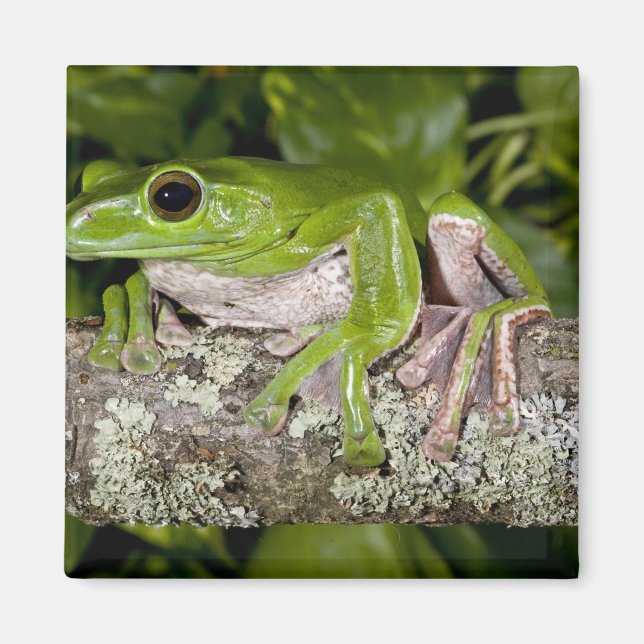 Aimant Grenouille géante glissante, Polypedates dennysi s (Devant)
