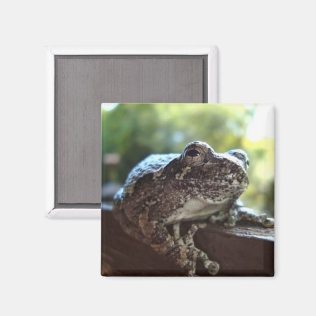 Aimant Grenouille gris commun posée sur un mur (Recto/Verso)