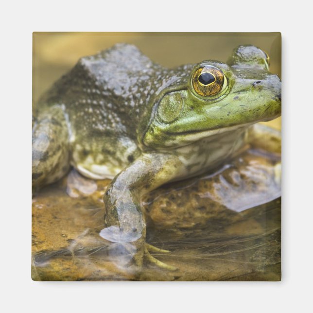 Aimant Grenouille le long de la rivière Buffalo, Mile 126 (Devant)