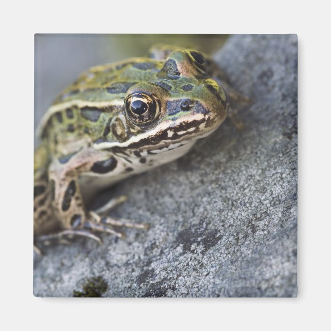 Aimant Grenouille léopard du nord, Île transparente, (Devant)