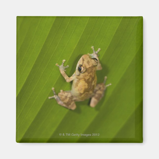 Aimant Grenouille noire (Eleutherodactylus diastema) sur  (Devant)