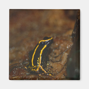 Aimant Grenouille noire et jaune