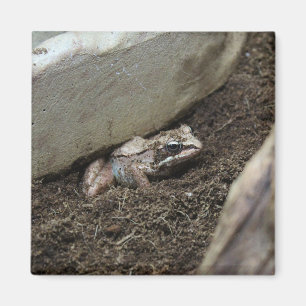 Aimant Grenouille sale