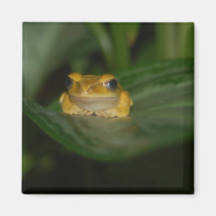 Aimant Grenouille sur une feuille