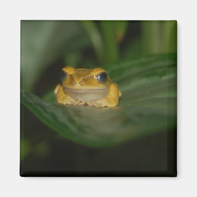 Aimant Grenouille sur une feuille (Devant)
