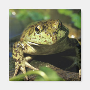 Aimant Grenouille taureau.