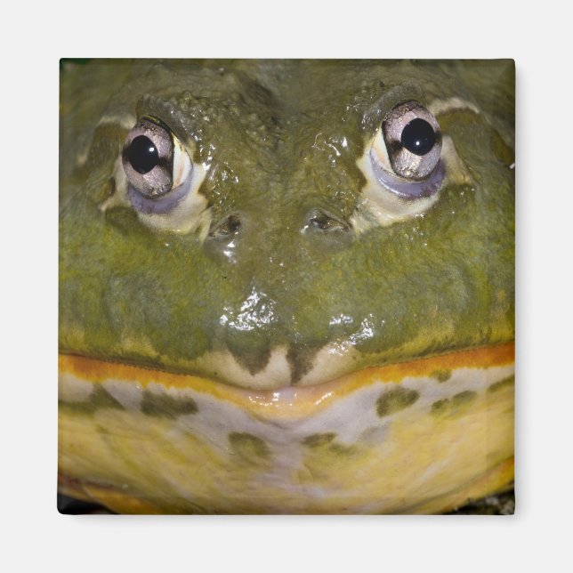 Aimant Grenouille-taureau africaine, Pyxicephalus (Devant)
