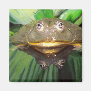 Aimant Grenouille-taureau africaine, Pyxicephalus 2