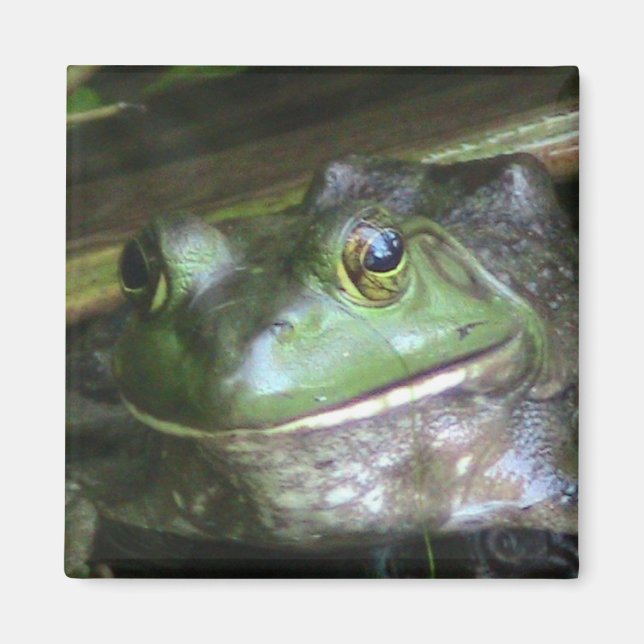 Aimant Grenouille-taureau américaine (Devant)