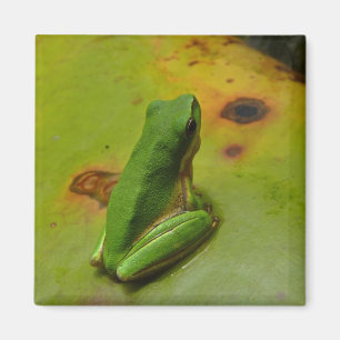 Aimant grenouille verte
