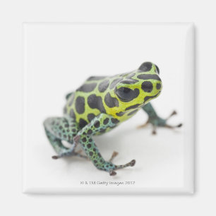 Aimant Grenouille verte de dard de poison repérée par