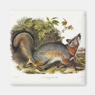 Aimant Grey Fox / Grey Fox Audubon's American Quadrupeds