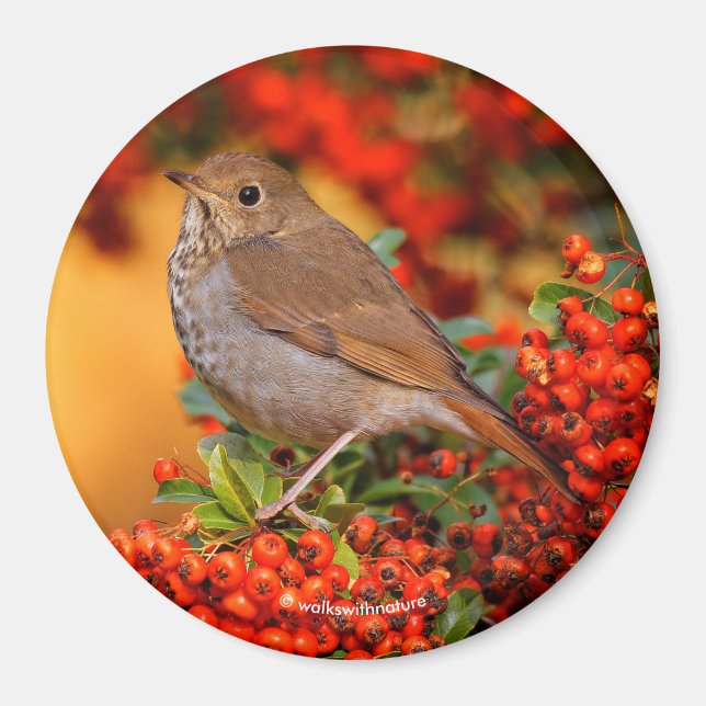 Aimant Grive solitaire oiseau chanteur sur pyracantha éca (Devant)