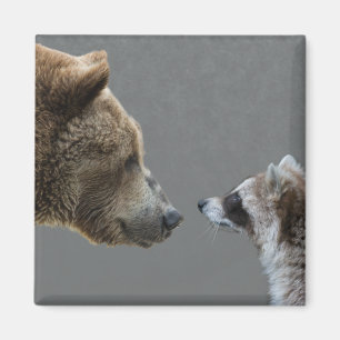 Aimant Grizzle Bear rencontre Raccoon