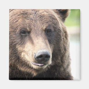 Aimant Grizzli Brown