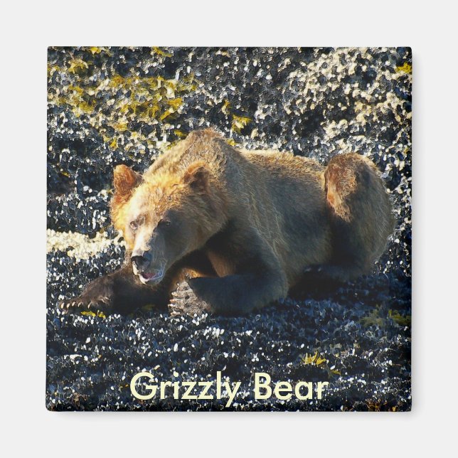 Aimant Grizzly Bear Art (Devant)