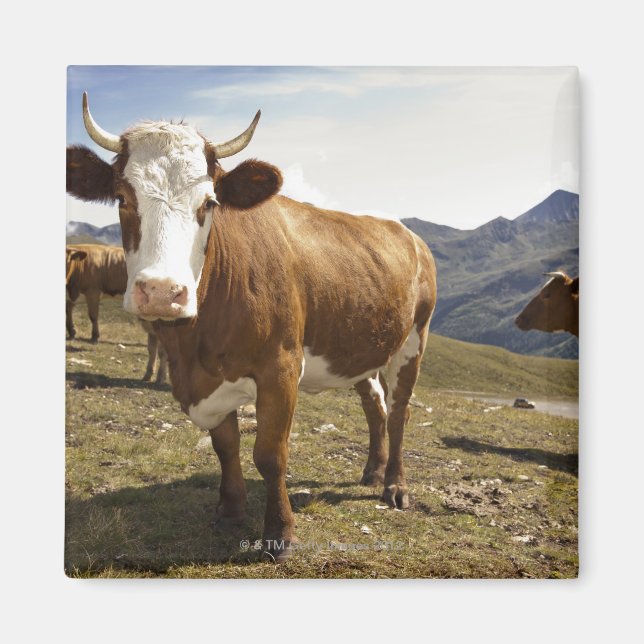 Aimant groglockner hochalpenstrasse, hohe tauern, (Devant)