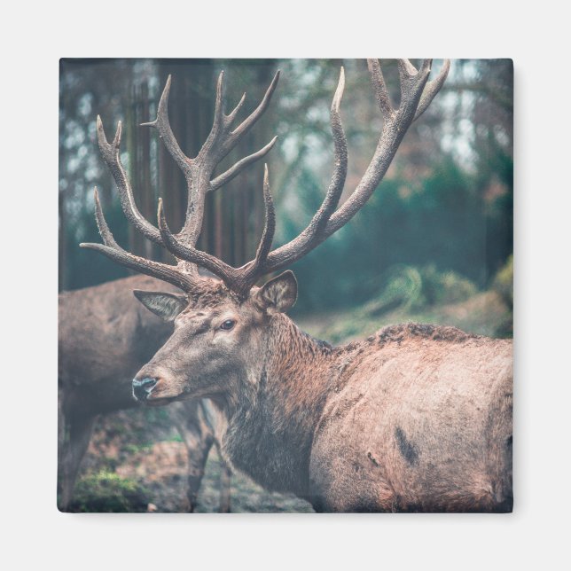 Aimant Gros cerf Brown avec gros colliers (Devant)