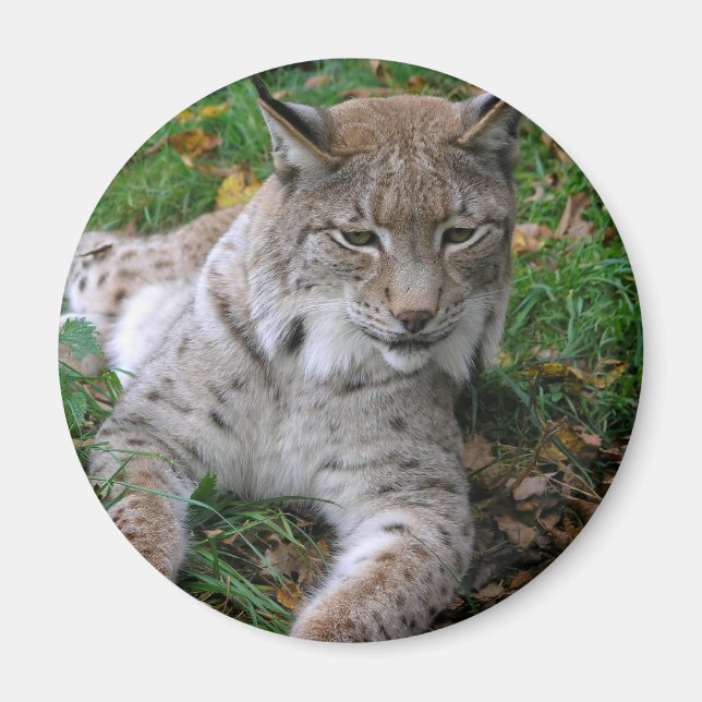 Aimant Gros chats - 11 (Devant)