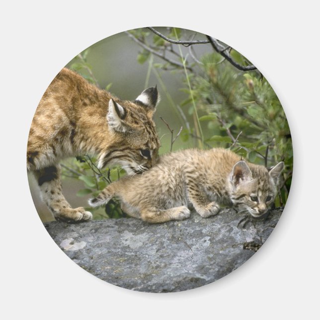Aimant Gros Chats - 9 (Devant)