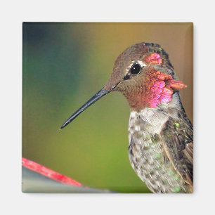 Aimant Gros colibri Gros plan