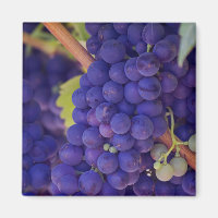 Gros pépin de raisins pourpres juteux