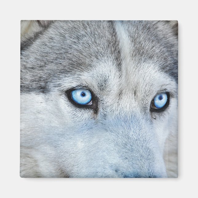 Aimant Gros plan de Husky Sibérien aux yeux bleus (Devant)