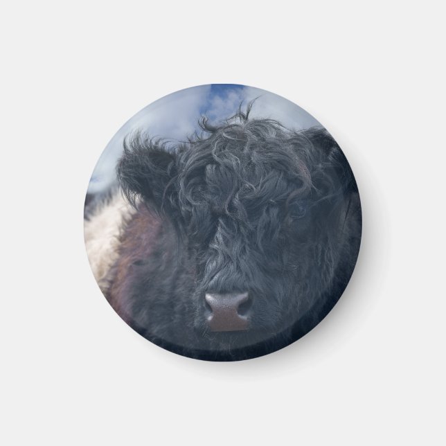 Aimant Gros plan de la vache à ceinture noire et blanche (Devant)