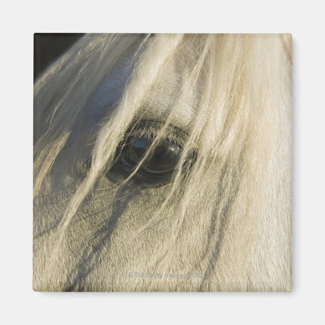 Aimant Gros plan de l'oeil du cheval (Devant)