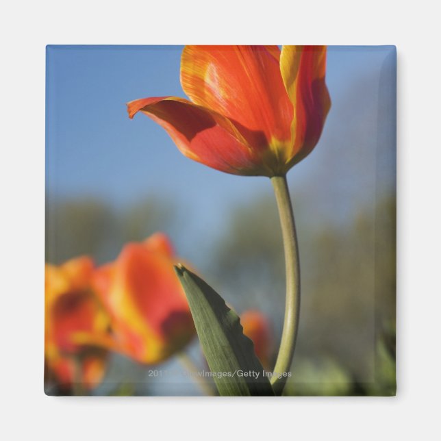 Aimant Gros plan des fleurs de tulipes (Devant)