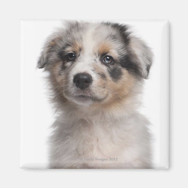 Aimant Gros plan du chiot de Blue Merle Australian Shephe (Devant)