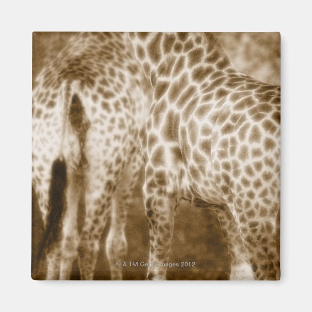 Aimant Gros plan du parc national de Giraffes Kruger Sud (Devant)